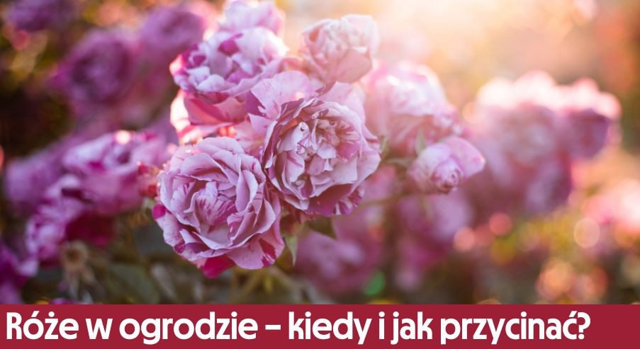 Róże w ogrodzie – kiedy i jak przycinać? Podpowiadamy!