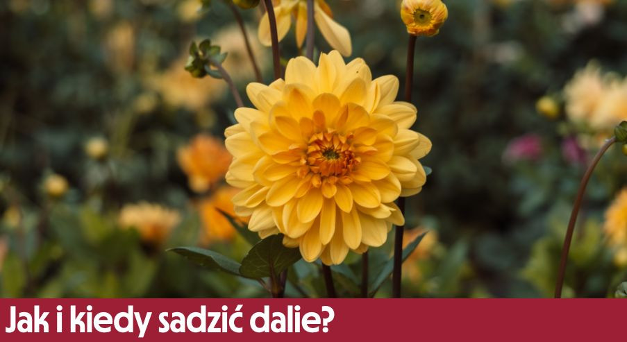 Jak i kiedy sadzić dalie? Sprawdź!