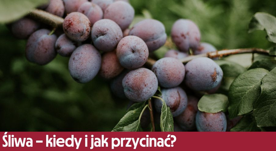 Śliwa - kiedy i jak przycinać? Podpowiadamy!