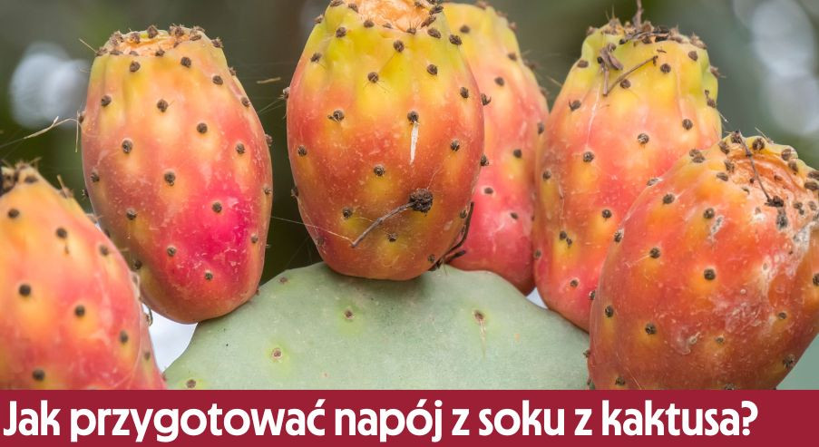 Jak przygotować napój na bazie soku z kaktusa?