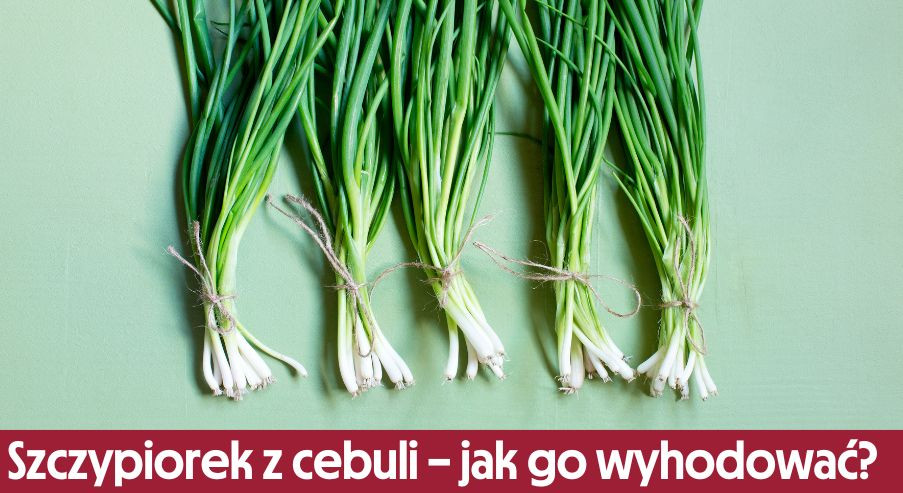 Szczypiorek z cebuli – jak go wyhodować?