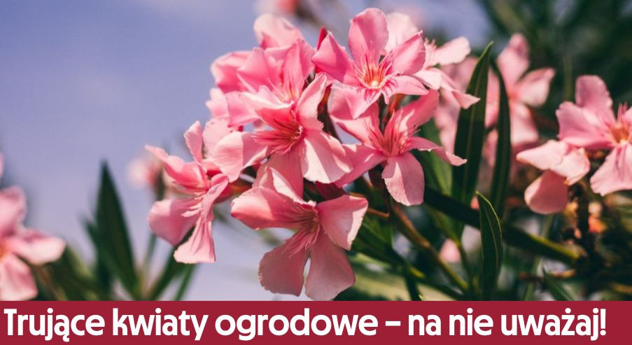 Trujące kwiaty ogrodowe – na nie uważaj!