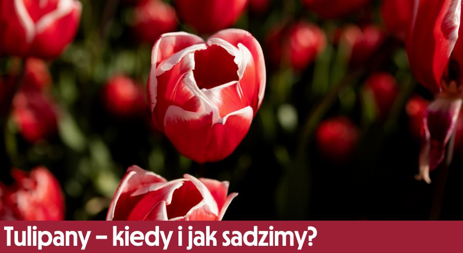 Tulipany – kiedy i jak sadzić? Podpowiadamy!