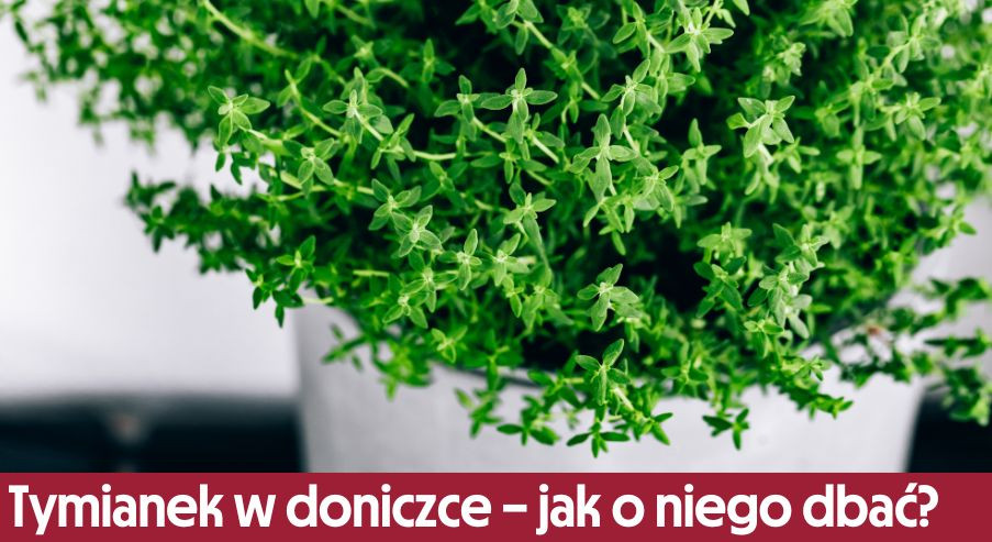 Tymianek w doniczce – jak o niego dbać?