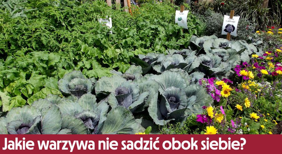 Ogródek warzywny – jakie warzywa nie sadzić obok siebie? Sprawdź!