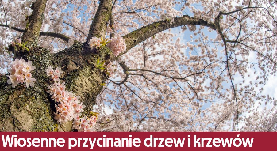 Wiosenne przycinanie drzew i krzewów
