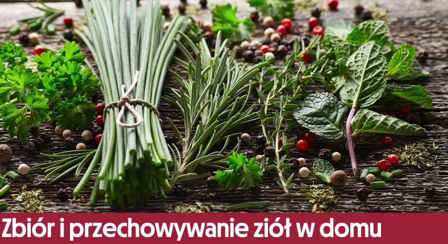 Zbiór i przechowywanie ziół uprawianych w domu